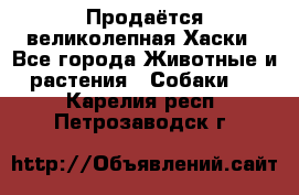 Продаётся великолепная Хаски - Все города Животные и растения » Собаки   . Карелия респ.,Петрозаводск г.